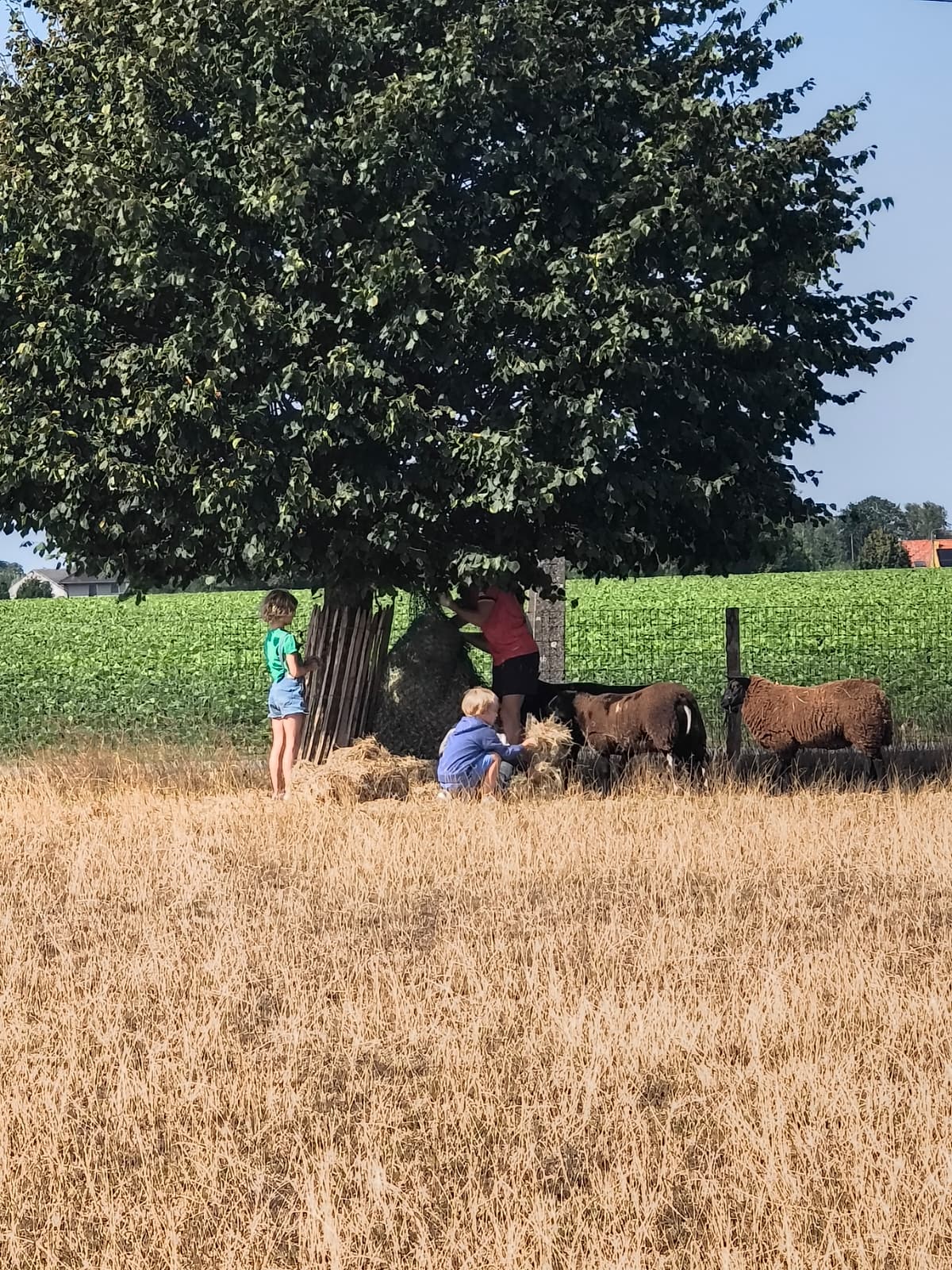 bij de schapen
